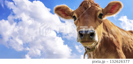 Panoramic view of brown cow with cute eyes against blue sky with clouds, close-up, looking at camera. Banner. High quality photo 132626377