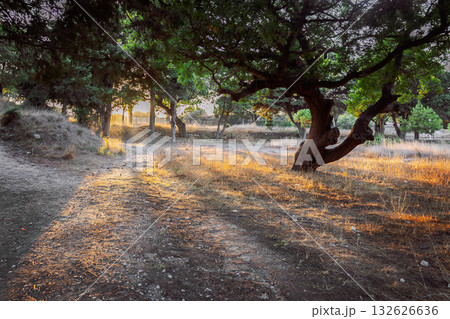 Colorful sunset in park with ancient trees in orange rays of sun, Rhodes, Greece. High quality photo Colorful sunset in park with ancient trees in orange rays of sun, Rhodes, Greece. High quality photo 132626636