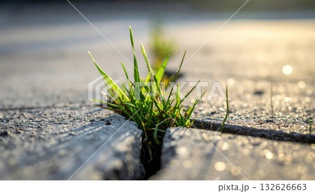《AI画像》コンクリートの間から生える雑草 《AI画像》コンクリートの間から生える雑草 132626663