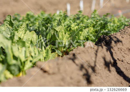 Beds with fresh herbs in spring . Eco-friendly natural green onions, parsley, lettuce, cilantro growning in garden. High quality photo 132626669