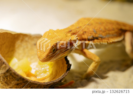 Red bearded Agama iguana eating fresh fruits and carrots in terrarium. Pogona is genus of reptiles. Cute amazing animal from Australia. Content of exotic lizard at home. High quality photo 132626715