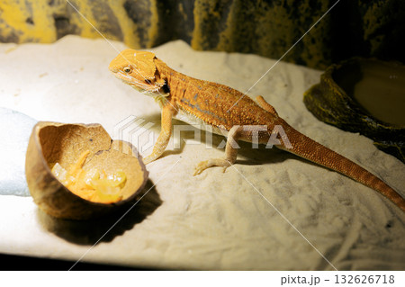Red bearded Agama iguana eating fresh fruits and carrots in terrarium. Pogona is genus of reptiles. Cute amazing animal from Australia. Content of exotic lizard at home. High quality photo 132626718