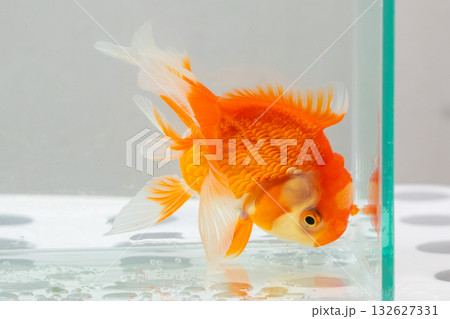 Oranda goldfish in aquarium fish tank close up 132627331