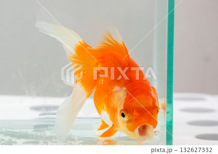 Oranda goldfish in aquarium fish tank close up Oranda goldfish in aquarium fish tank close up 132627332