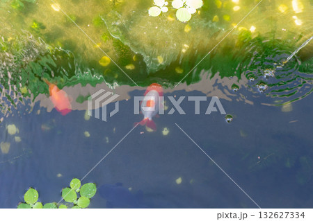 Goldfish in aquarium fish pond close up Goldfish in aquarium fish pond close up 132627334