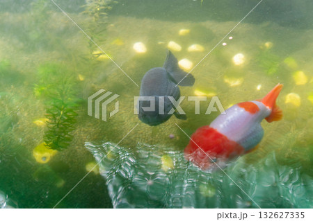 Goldfish in aquarium fish pond close up Goldfish in aquarium fish pond close up 132627335