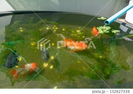 Goldfish in aquarium fish pond close up 132627338