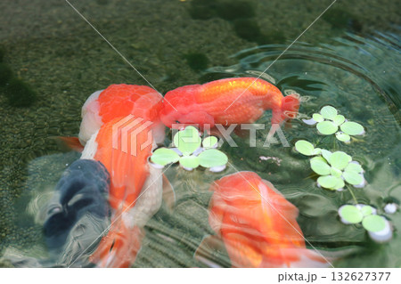 Goldfish swimming in aquarium fish pond close up Goldfish swimming in aquarium fish pond close up 132627377