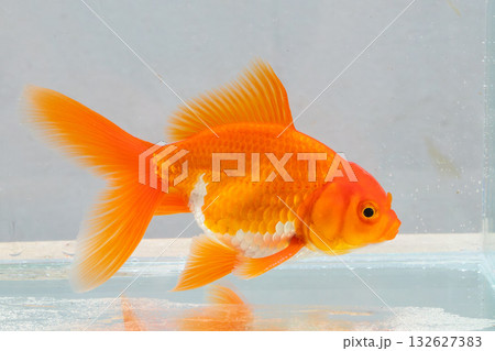 Oranda goldfish in aquarium fish tank close up 132627383