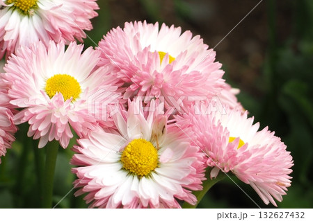 初夏の花 初夏の花 132627432