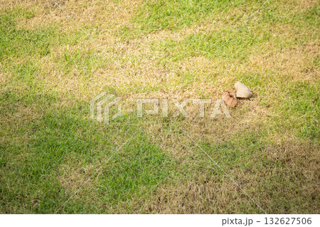 Green grass and damage dry grass texture background Green grass and damage dry grass texture background 132627506