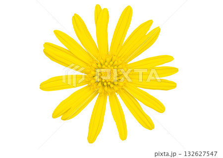 yellow daisy flower isolated on white background yellow daisy flower isolated on white background 132627547