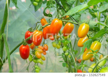 Fresh red ripe tomatoes hanging on the vine plant growing in organic garden 132627549