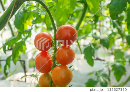 Fresh red ripe tomatoes hanging on the vine plant growing in organic garden 132627550