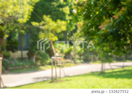 Abstract blur green tree in the park natural background Abstract blur green tree in the park natural background 132627552