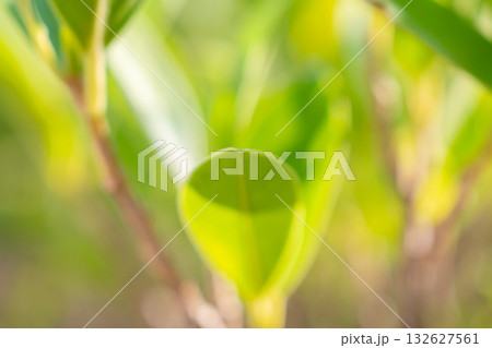 Natural plant green leaf in garden with bokeh background 132627561