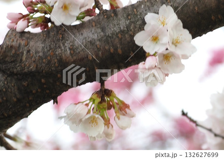 夕方の桜の花 132627699
