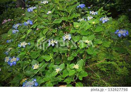 梅雨に咲く紫陽花 梅雨に咲く紫陽花 132627798