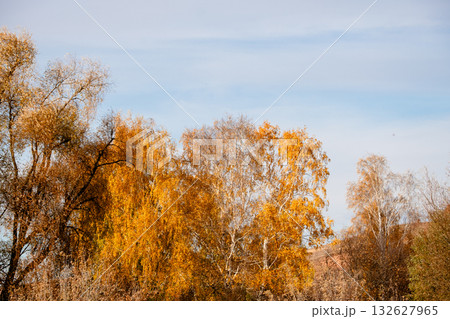 a beautiful view of the crowns of autumn trees against the blue sky 132627965