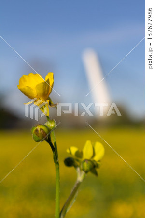 Italian canola flower plantation landscape Italian canola flower plantation landscape 132627986