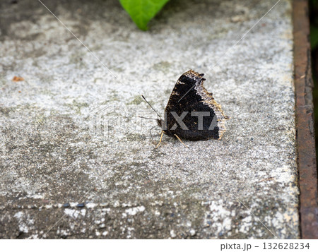 キベリタテハ 132628234