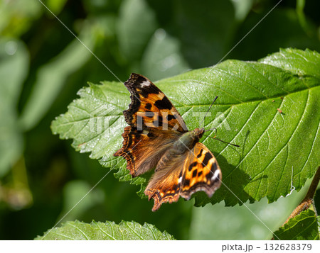 エルタテハ 132628379