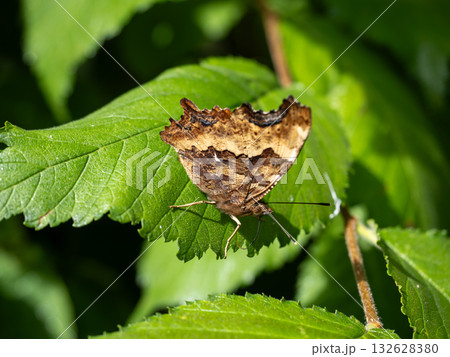 エルタテハ エルタテハ 132628380