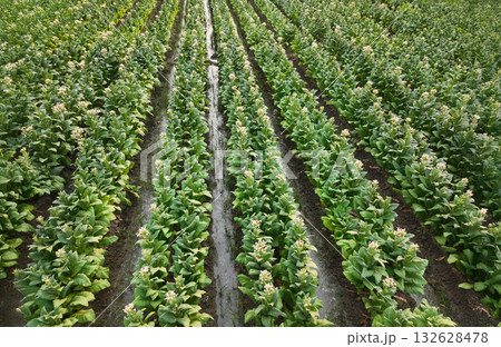 Field with flowering tobacco plants for organic seed production. Field with flowering tobacco plants for organic seed production. 132628478