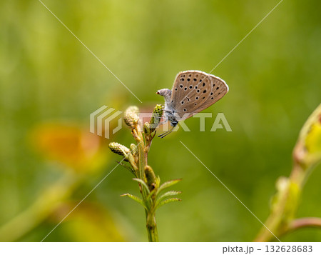 ゴマシジミ 132628683