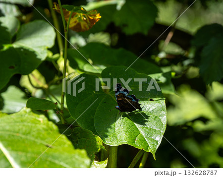 ルリタテハ 132628787