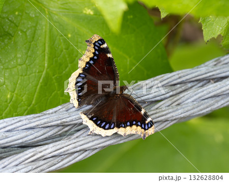 キベリタテハ 132628804