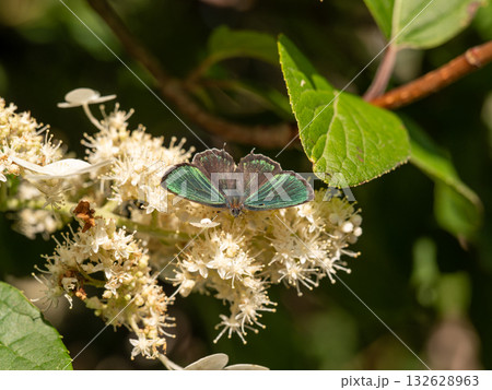 ミドリシジミ 132628963