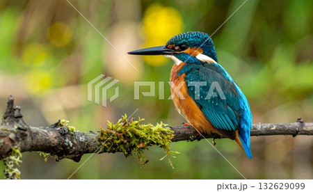 カワセミ カワセミ 132629099