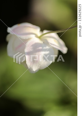 下向きに咲いているシュウメイギク 花の裏 下向きに咲いているシュウメイギク 花の裏 132629225