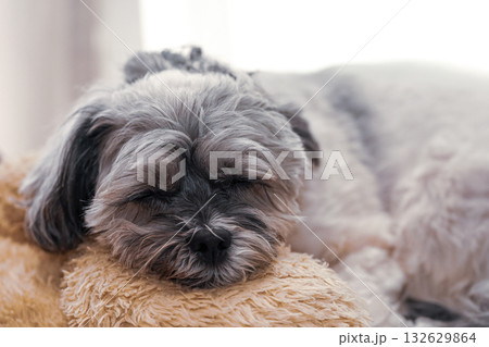 気持ち良さそうに目を瞑る犬 気持ち良さそうに目を瞑る犬 132629864