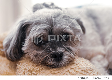 こちらを見つめる犬 こちらを見つめる犬 132629865