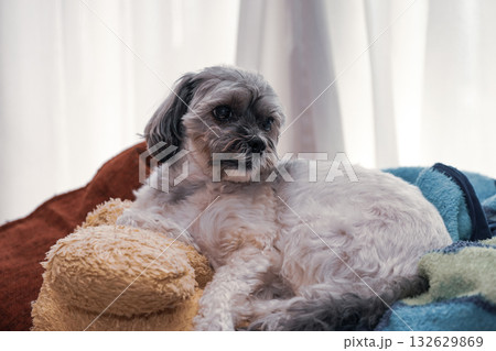 何かを見つめる犬 132629869