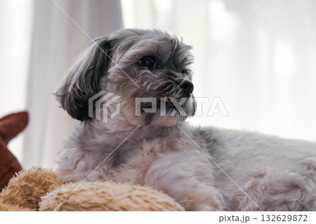 何かを見つめる犬 何かを見つめる犬 132629872