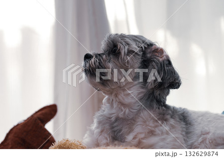 何かを見つめる犬 何かを見つめる犬 132629874