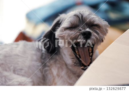 あくびする犬 あくびする犬 132629877