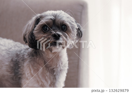 こちらを見つめる犬 132629879