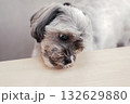 机を舐める犬 132629880