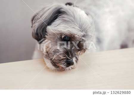 机を舐める犬 132629880