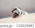 机を舐める犬 132629881
