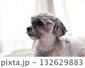 何かを見つめる犬 132629883