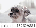 何かを見つめる犬 132629884