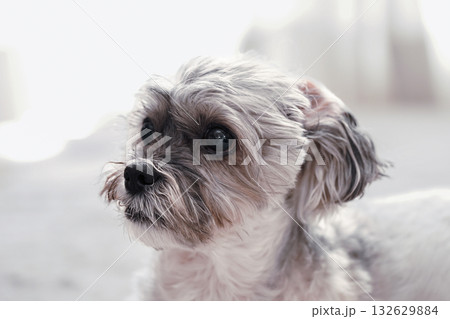 何かを見つめる犬 何かを見つめる犬 132629884
