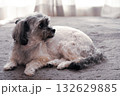 何かを見つめる犬 132629885