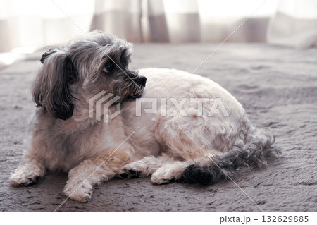 何かを見つめる犬 132629885
