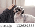 気持ち良さそうに撫でられる犬 132629888